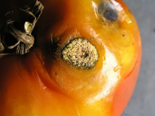 Close-up-of-a-tomato-with-anthracnose-fungus.