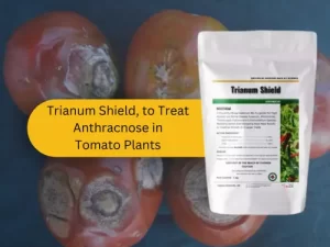 Anthracnose-infected-tomatoes-with-Trianum-Shield-product-on-blue-background.